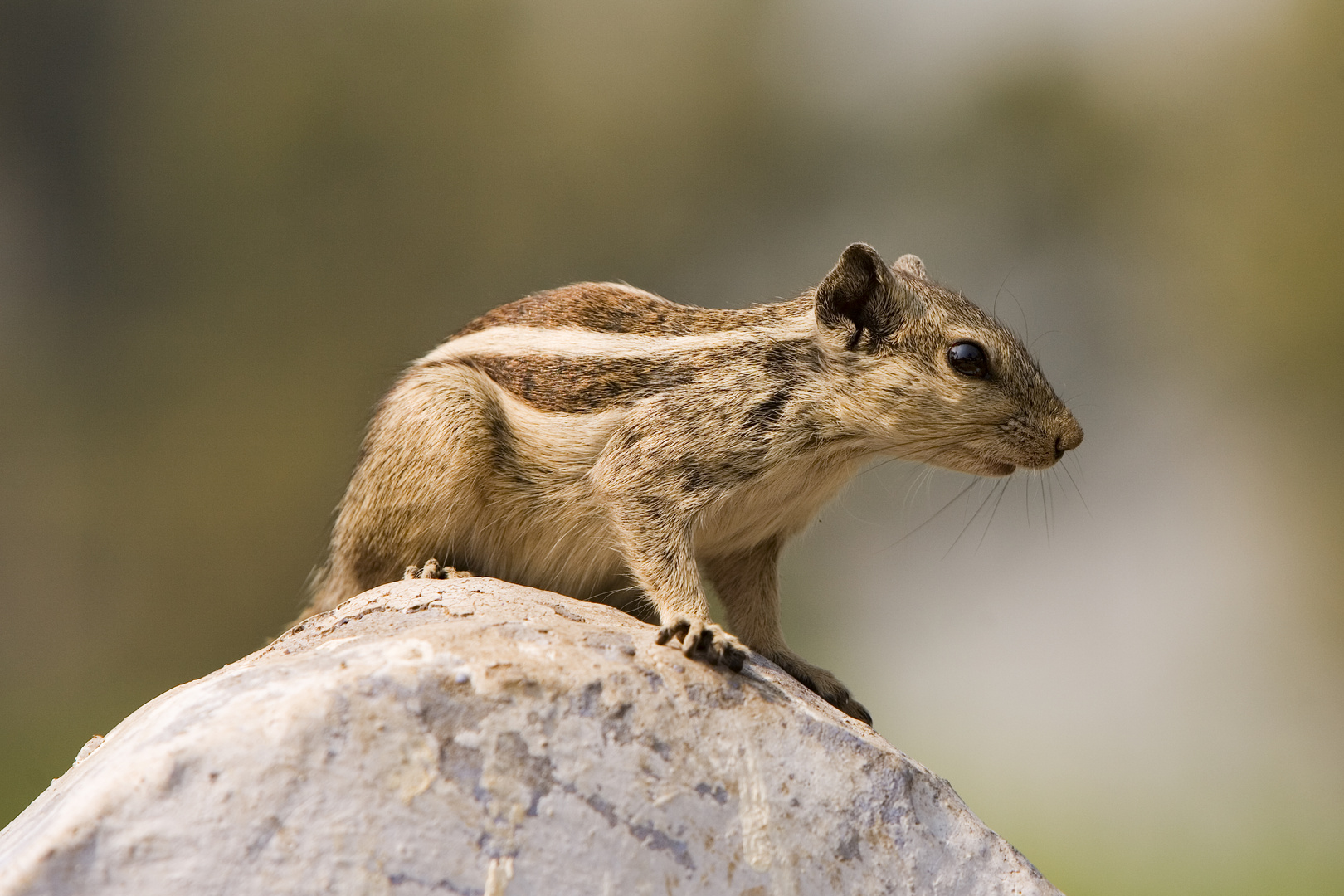 Asiatisches Streifenhörnchen, Burunduk (Tamias sibiricus), Indien, Asien - Siberian chipmunk (Tamias