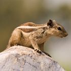 Asiatisches Streifenhörnchen, Burunduk (Tamias sibiricus), Indien, Asien - Siberian chipmunk (Tamias