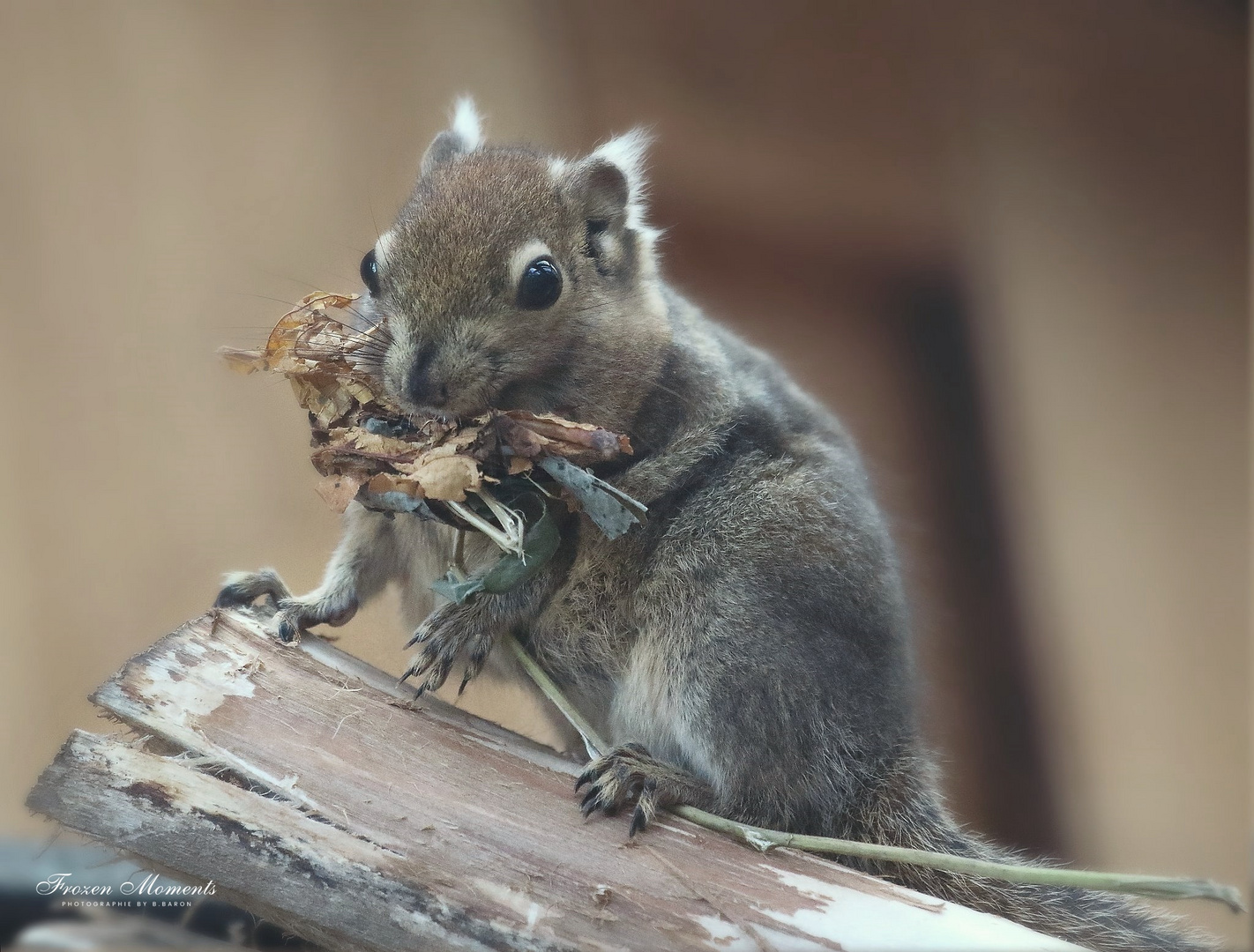 Asiatisches Streifenhörnchen