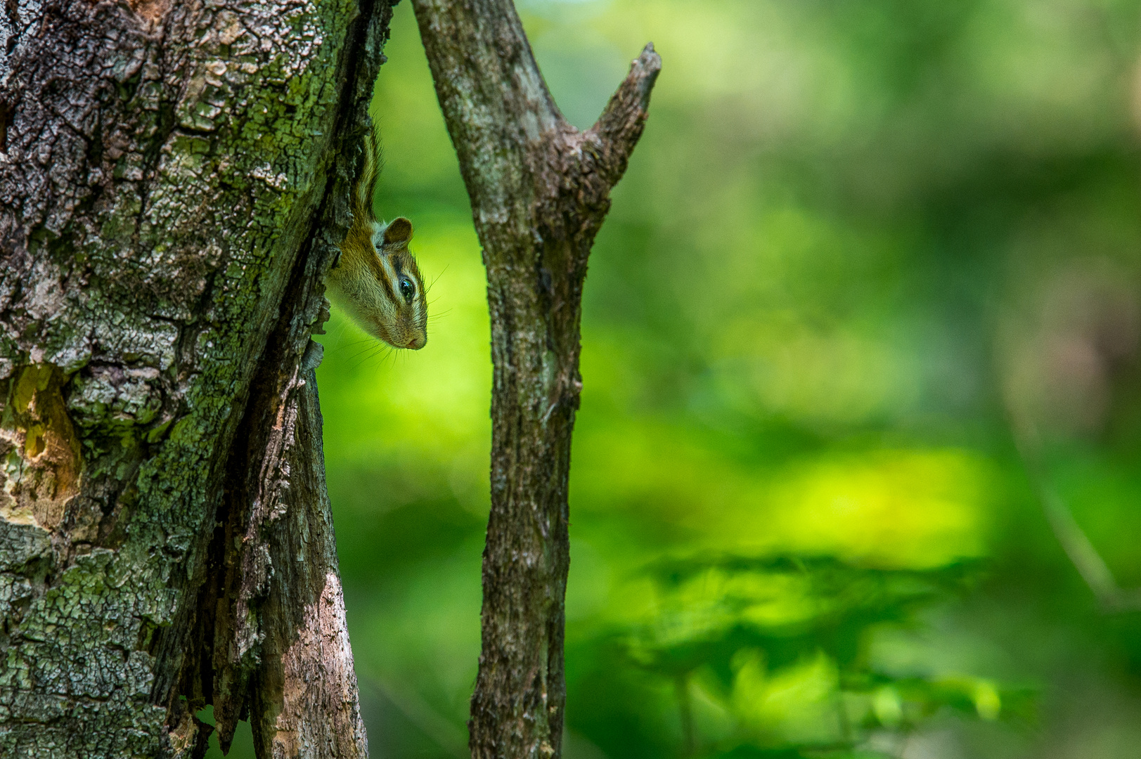 Asiatisches Streifenhörnchen spielt Verstecken