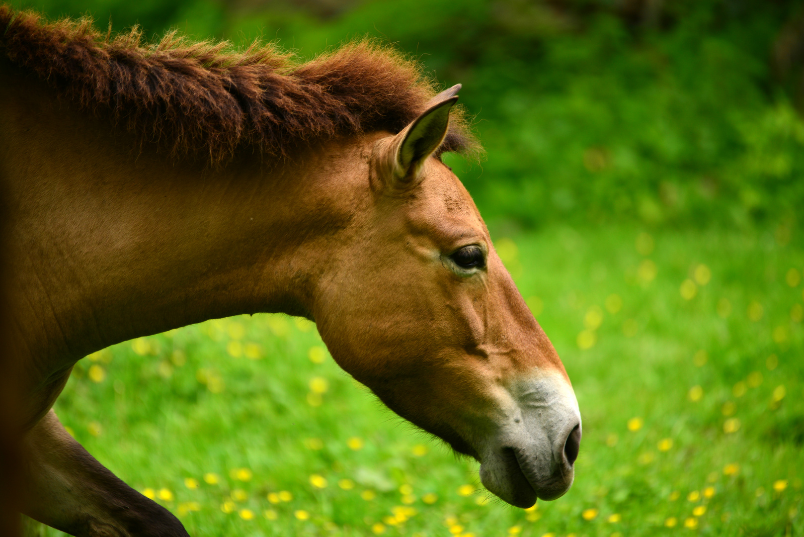 asiatisches Wildpferd, Przewalski Pferd