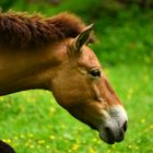 asiatisches Wildpferd, Przewalski Pferd