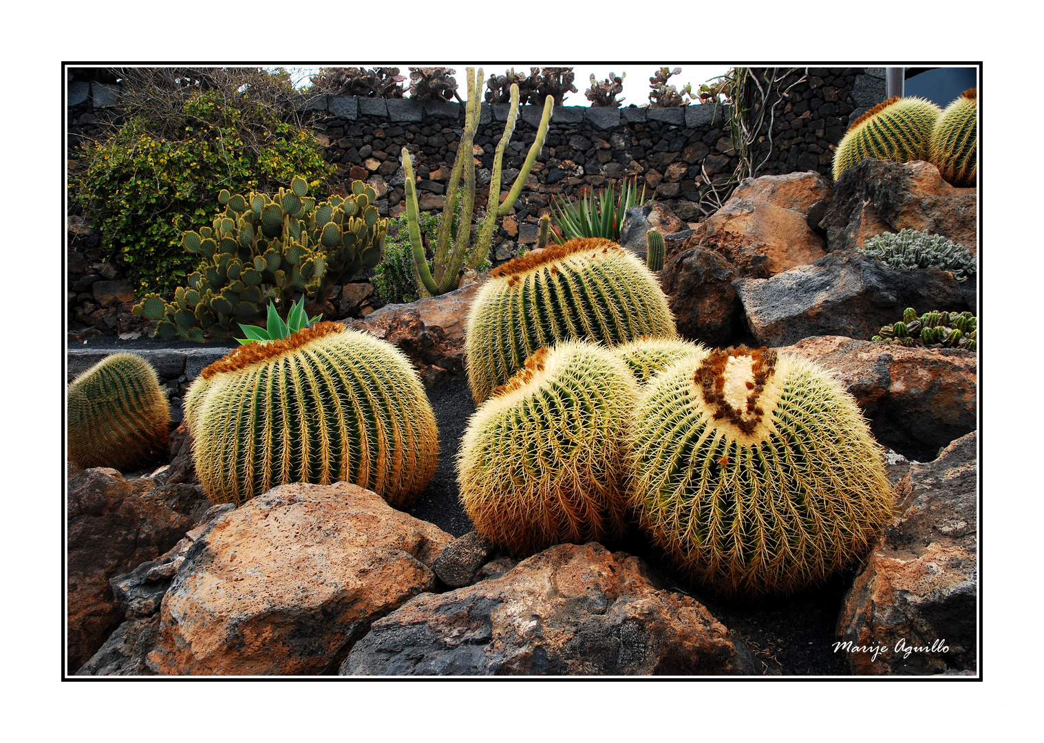 Asiento de suegra ( Echinocactus grusonii)