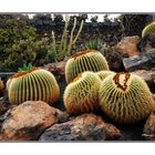 Asiento de suegra ( Echinocactus grusonii)