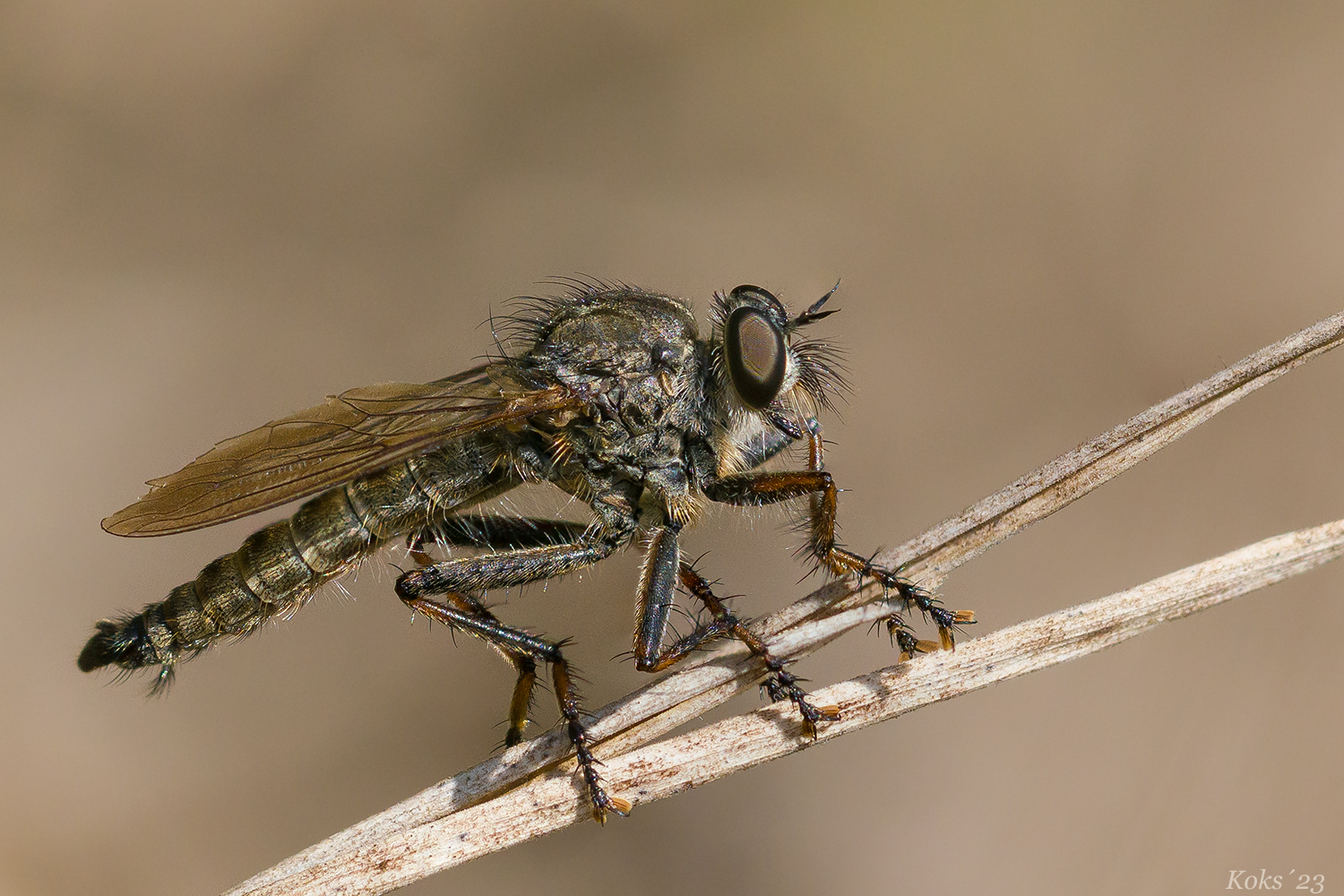 Asilidae