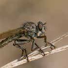 Asilidae