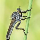 Asilidae