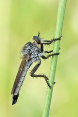 Asilidae