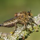 Asilidae