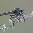 Asilidae