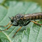 Asilidae