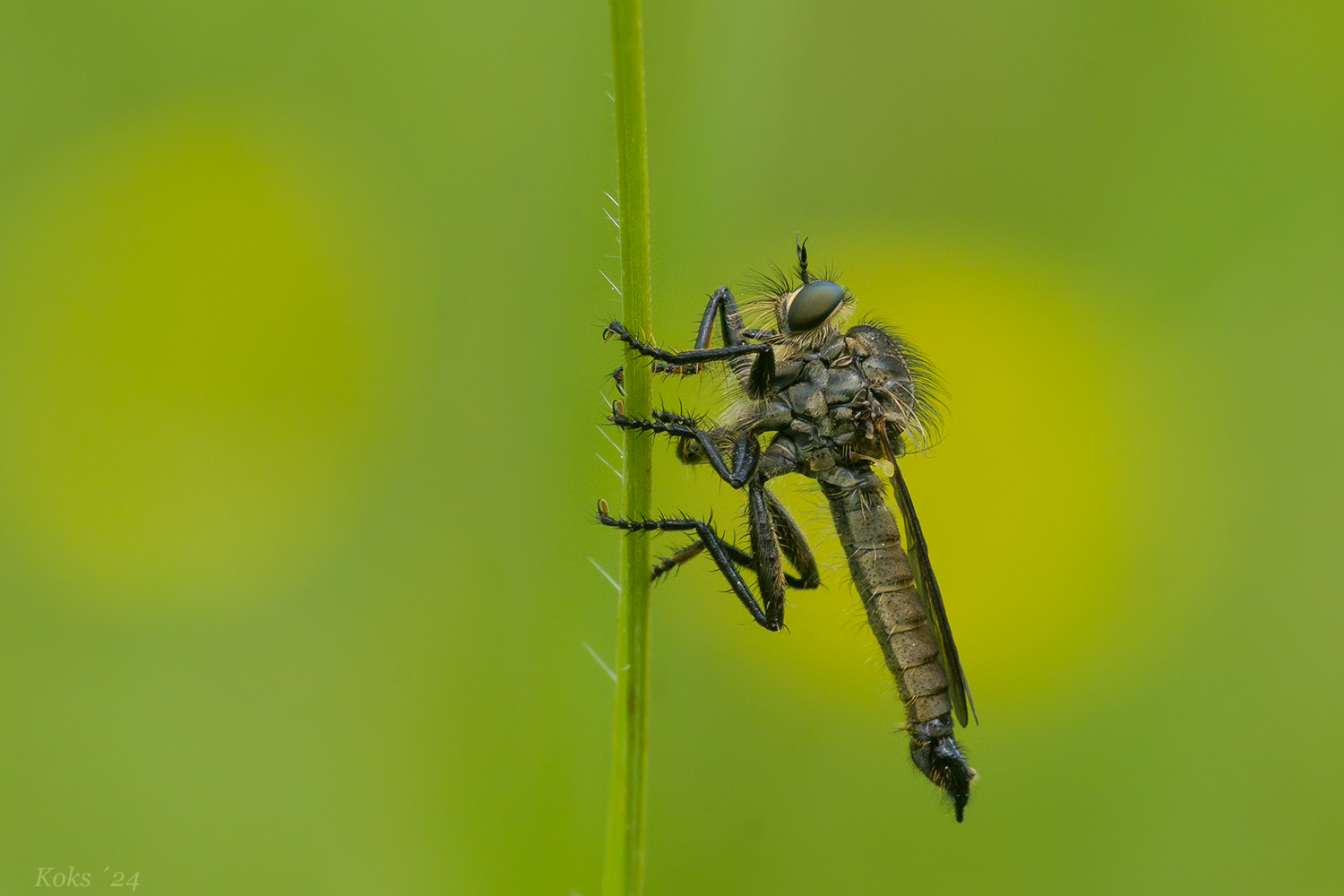 Asilidae