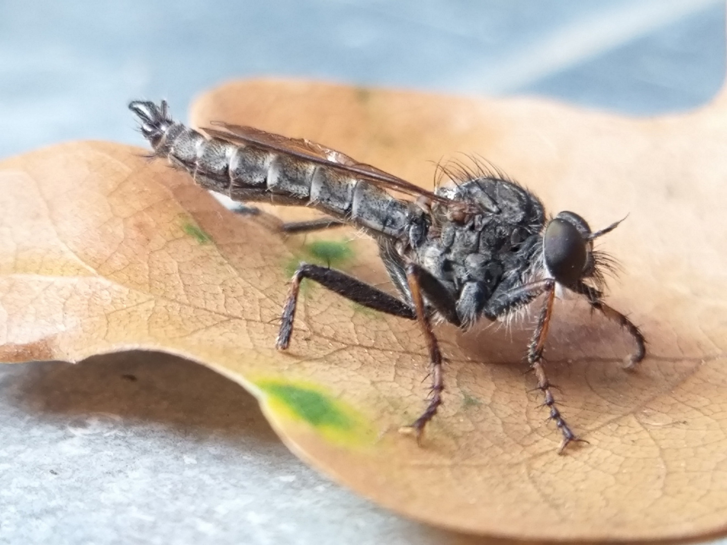 Asilidae