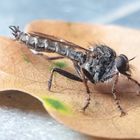 Asilidae