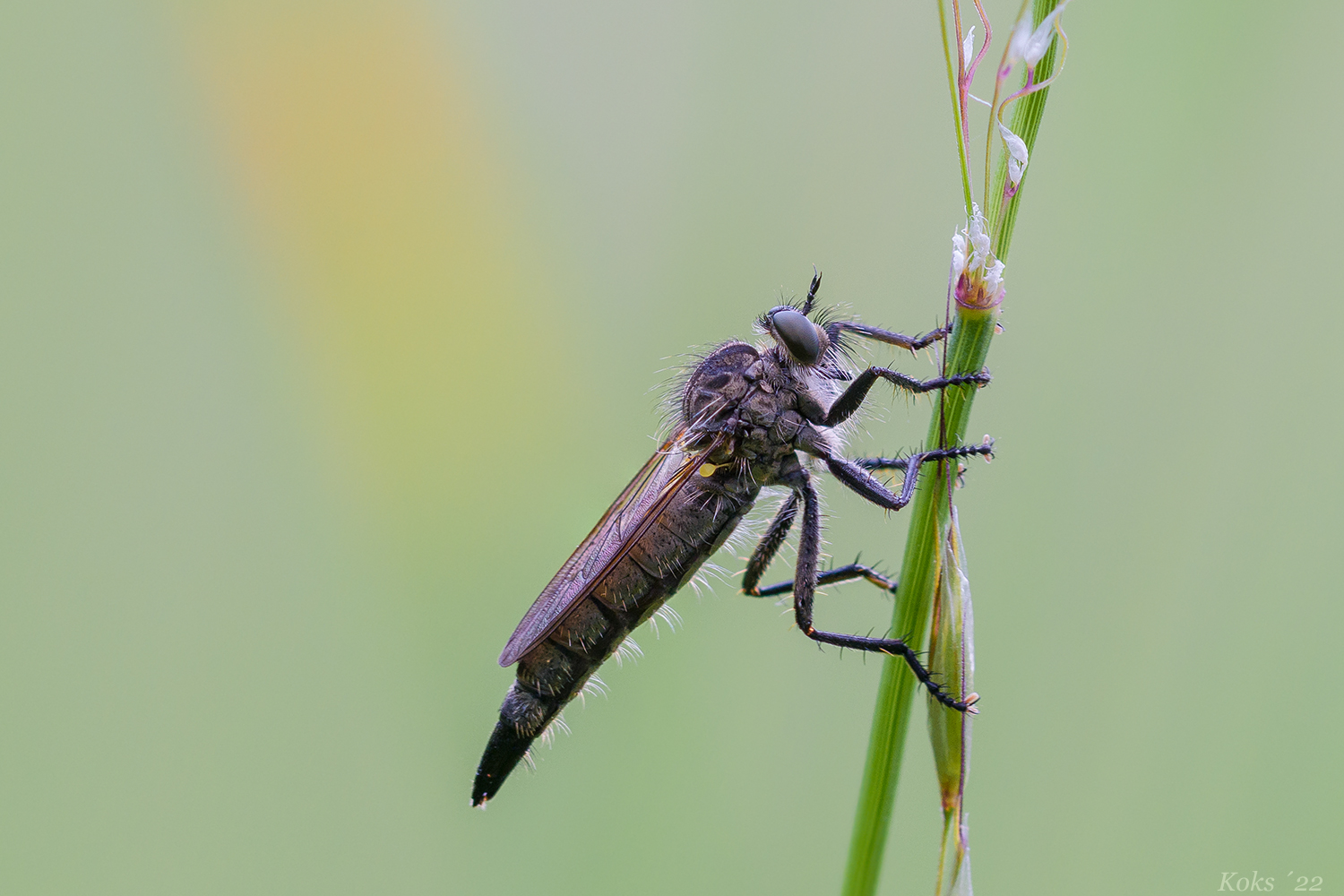 Asilidae