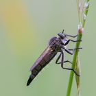 Asilidae