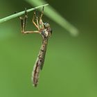 Asilidae