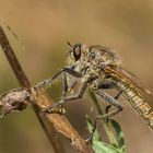 Asilidae