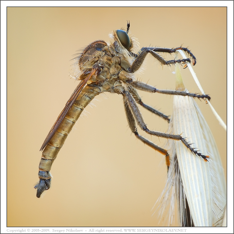 Asilidae