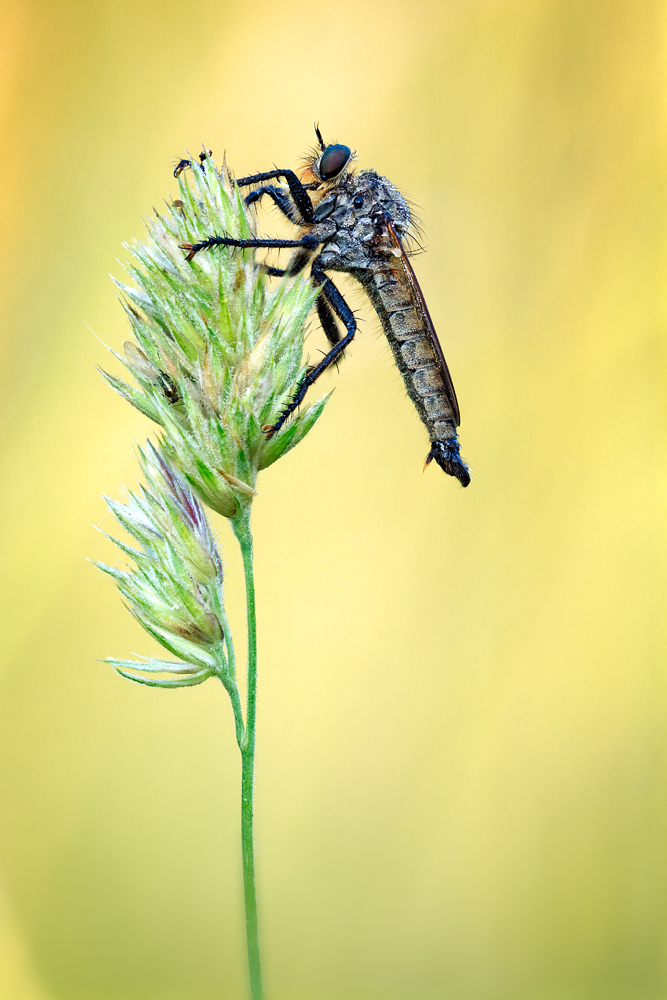 Asilidae