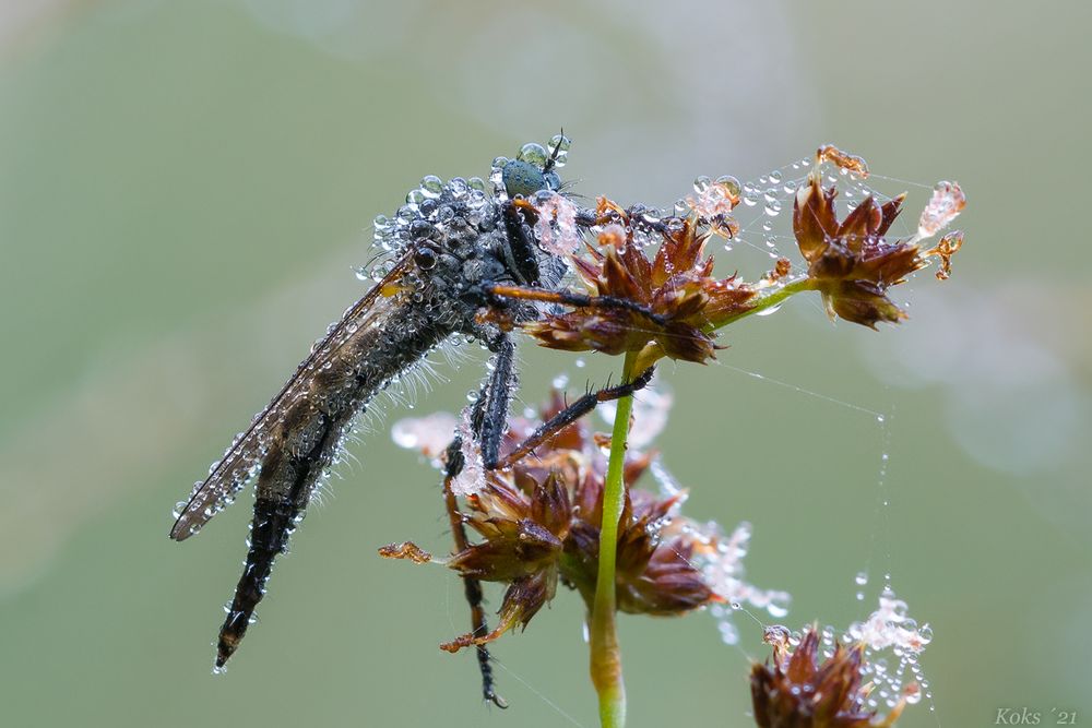 Asilidae am Morgen