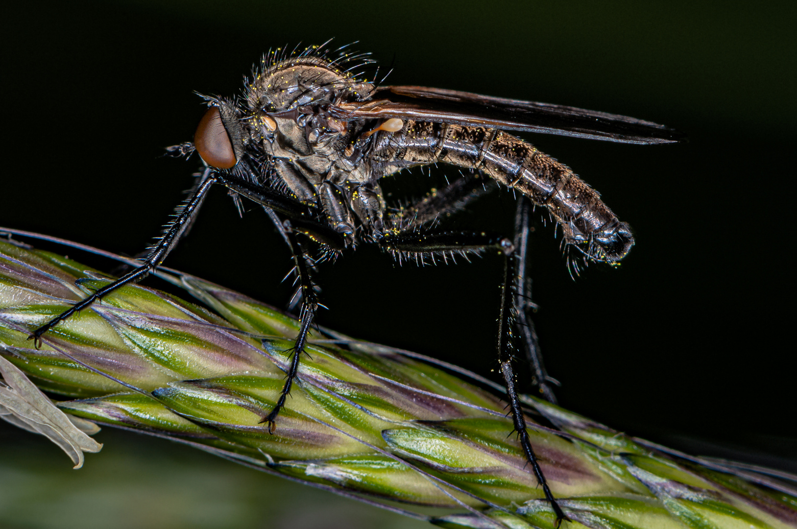 Asilidae della famiglia Asilinae 