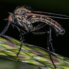 Asilidae della famiglia Asilinae 