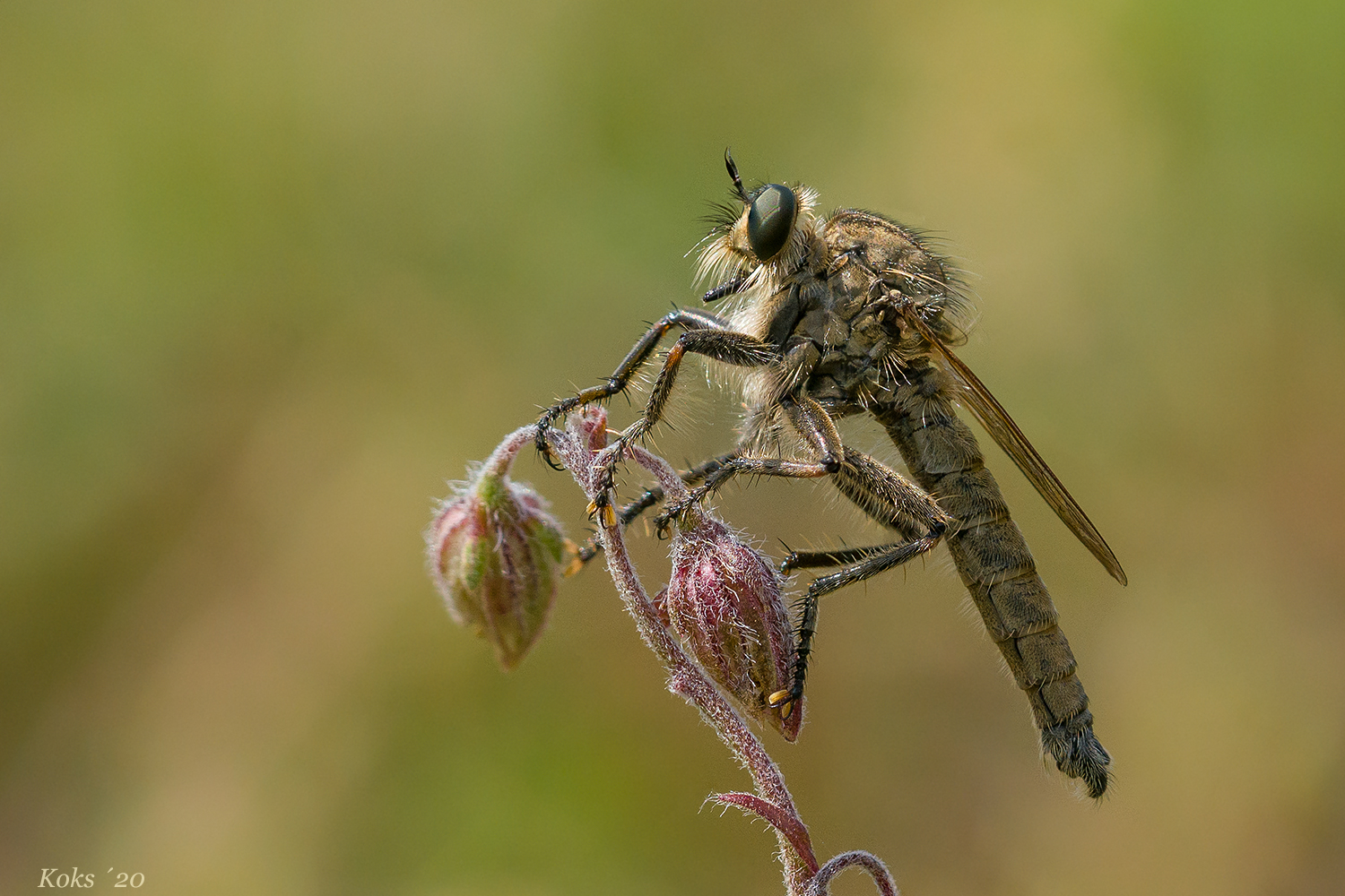 Asilidae Foto & Bild tiere, wildlife, insekten Bilder auf