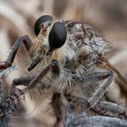 Asilidae Familia de Dipteros