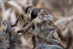 Asilidae Familia de Dipteros