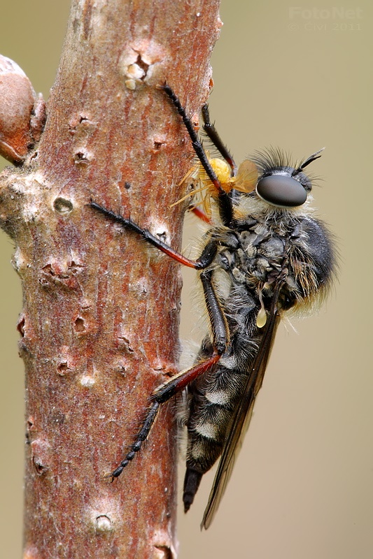 Asilidae - mucharka