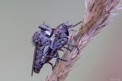 Asilidae-Sex