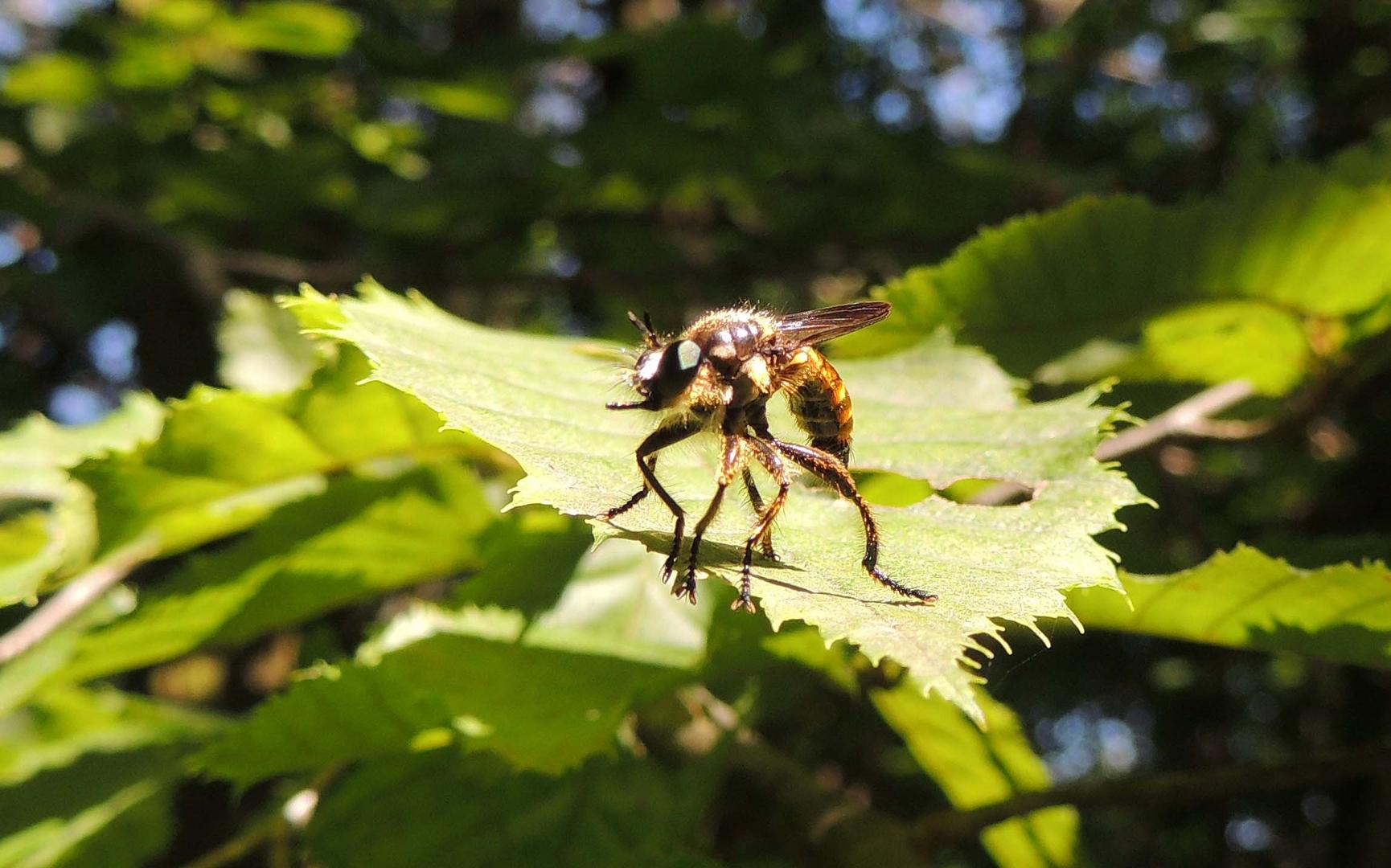 Asilide frelon Asilus crabroniformis