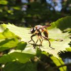 Asilide frelon Asilus crabroniformis