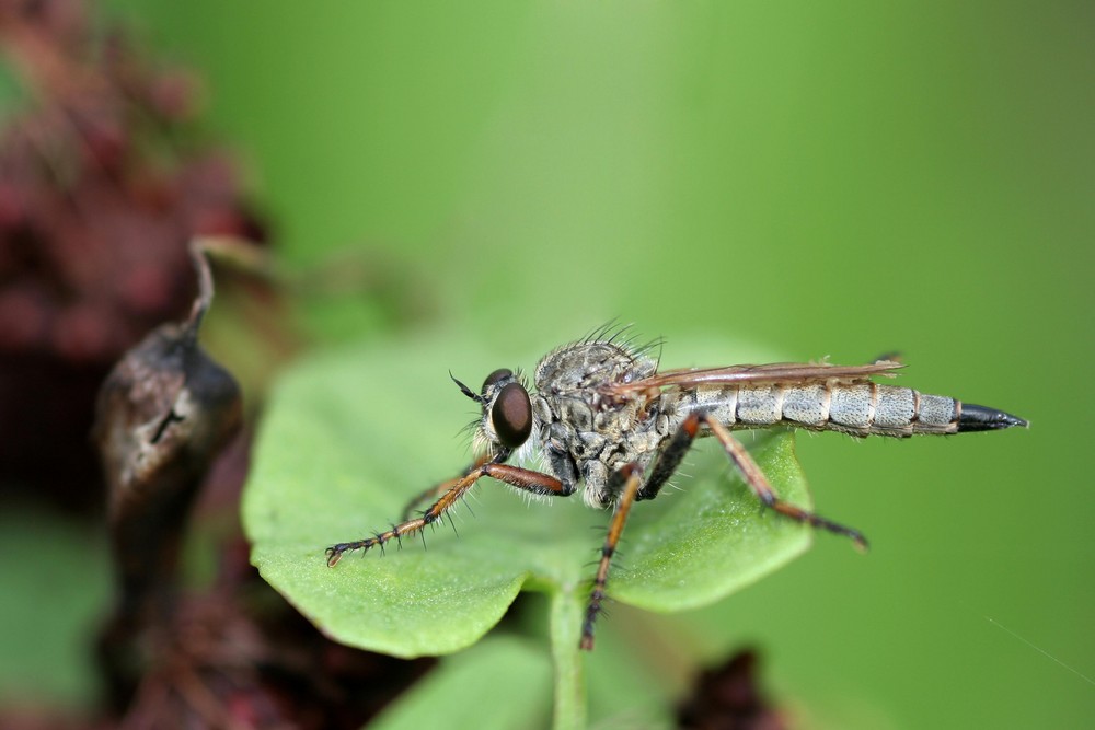 Asilide, mouche prédatrice et soyeuse