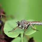 Asilide, mouche prédatrice et soyeuse