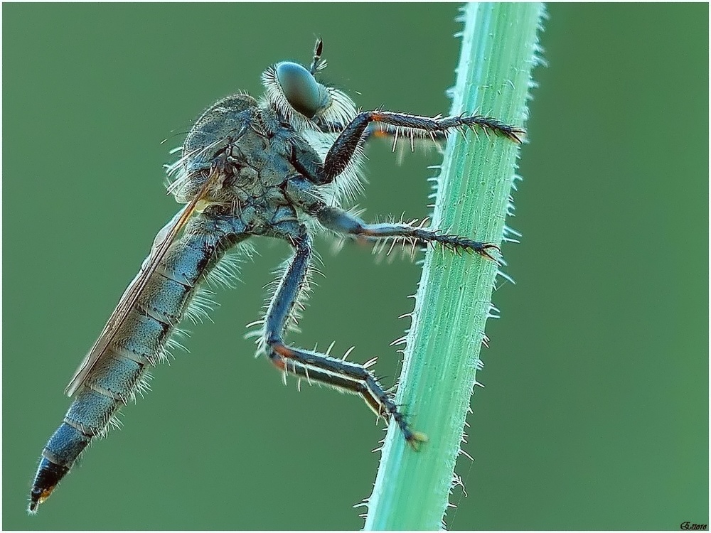 Asilide,la mosca Killer