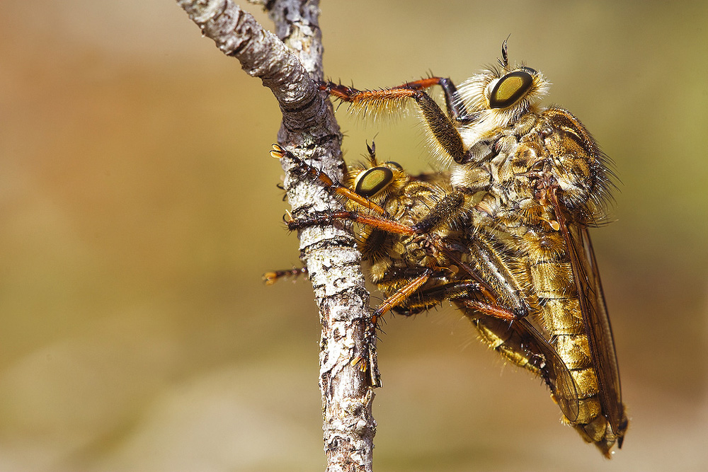 Asilidus cabroniformis