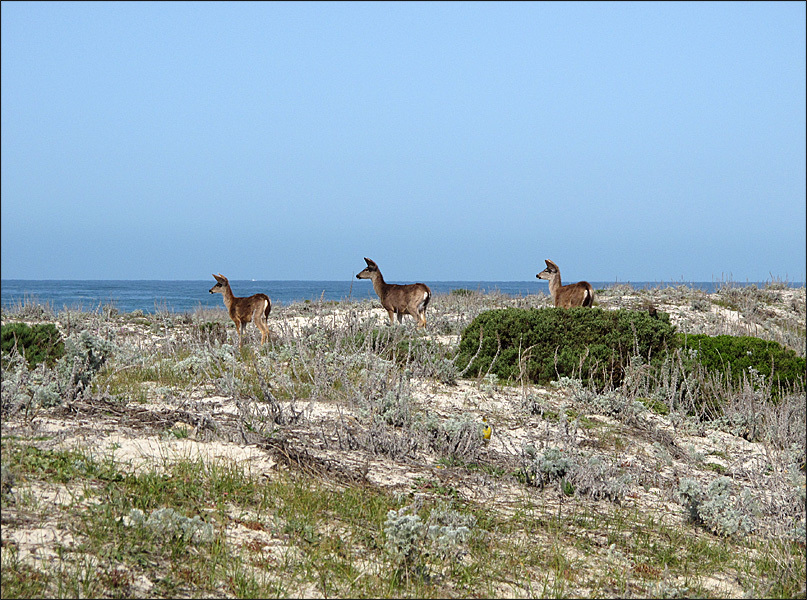 Asilomar State Park