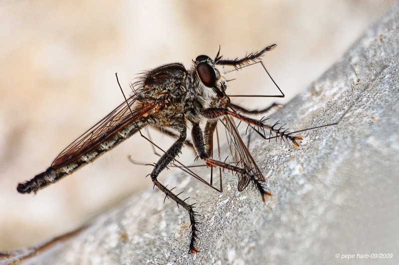 Asilus Cabroniformis con una presa...