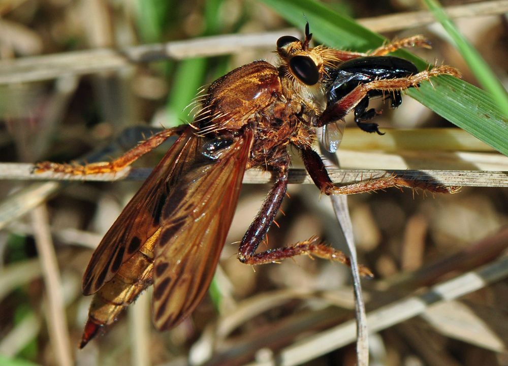 Asilus crabroniformis - Hornissenraubfliege