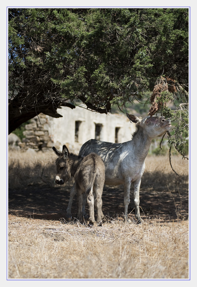 Asinara #01