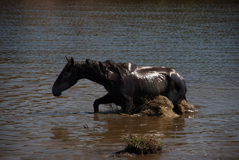 Asinara: cavallo in libertà