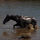 Asinara: cavallo in libertà