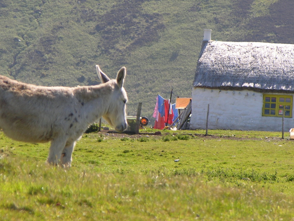 Asinello in Irlanda