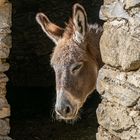 Asinus mit Durchblick