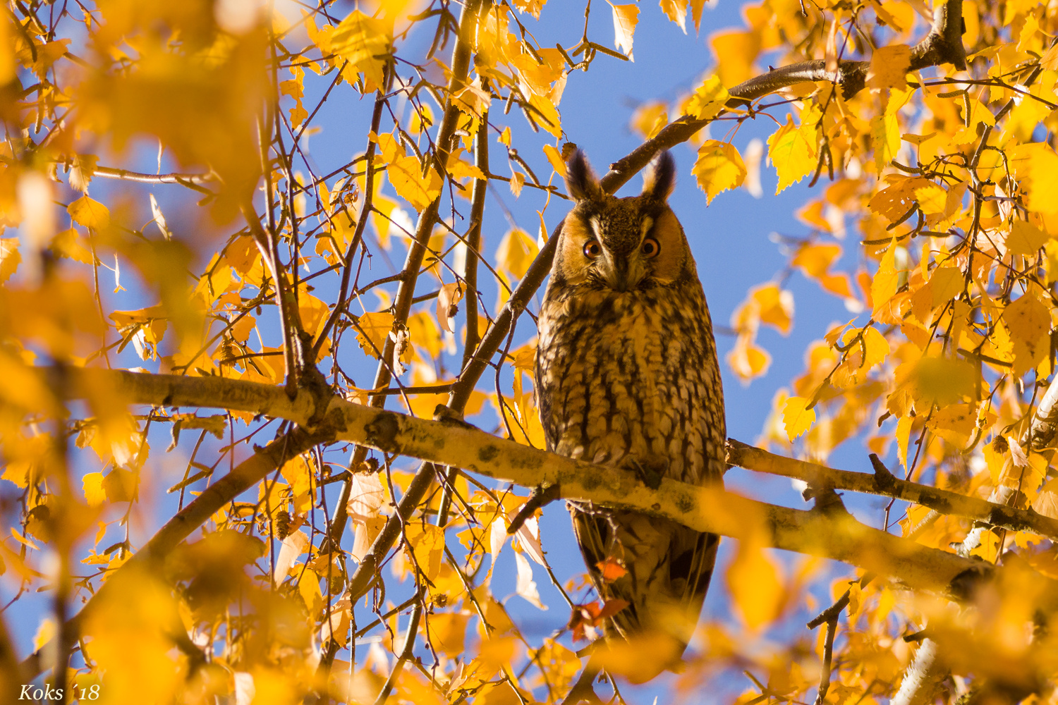 Asio aurum otus