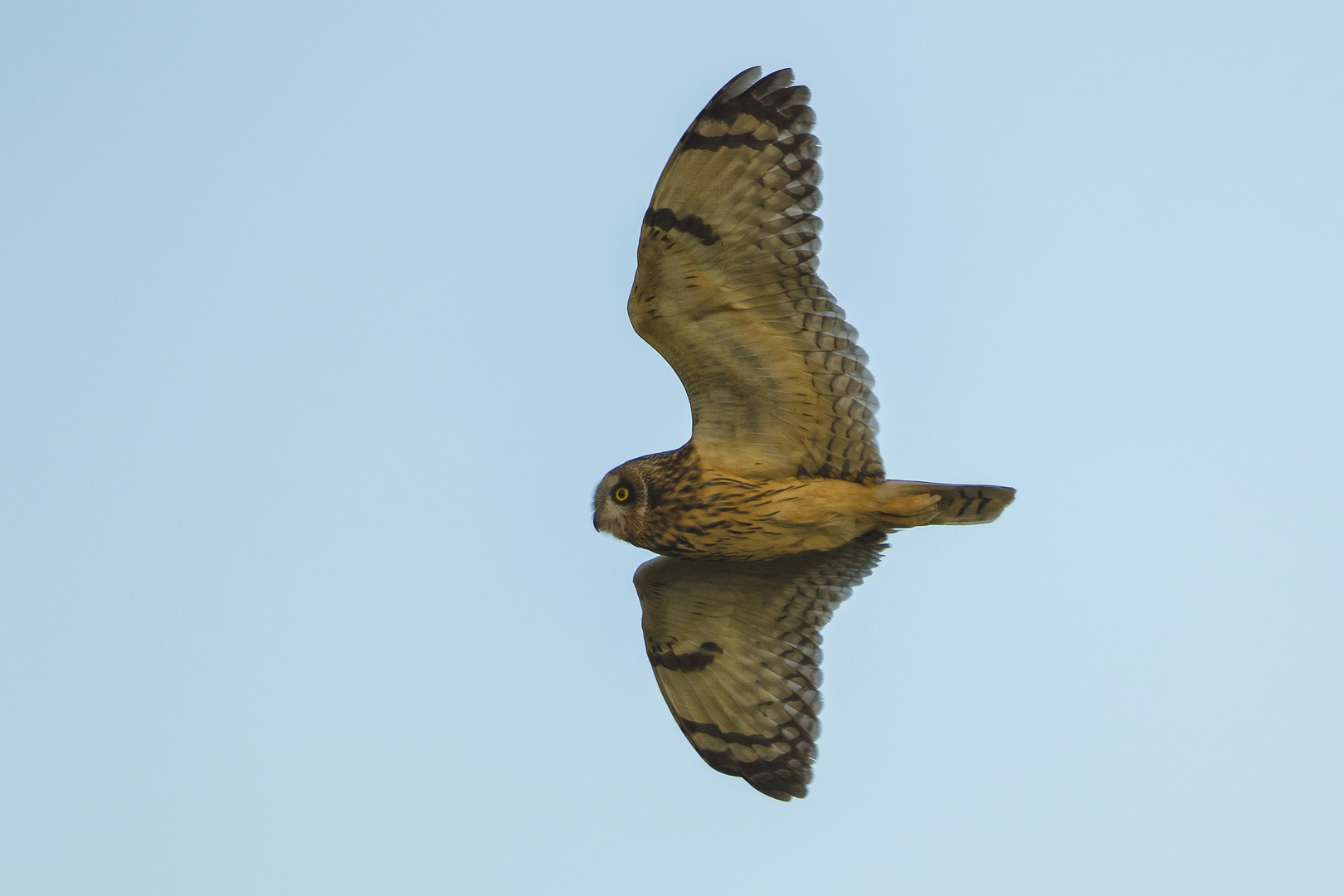 Asio flammeus - Die Sumpfohreule