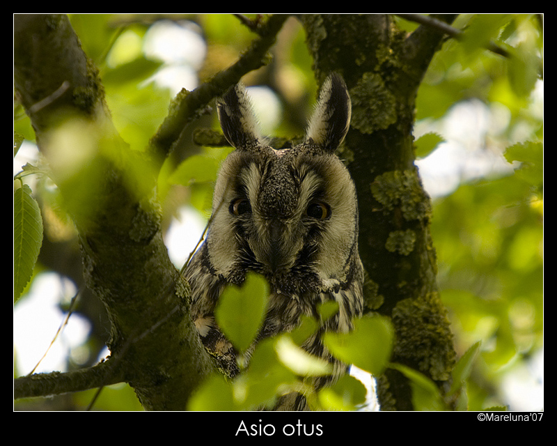 Asio Otus