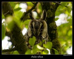 Asio Otus